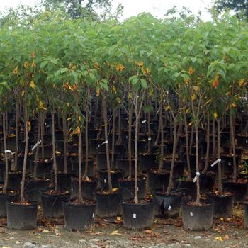 Prunus avium 'Lapins' (316305)