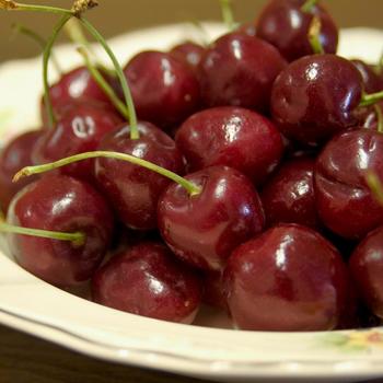 Prunus avium 'Bing' (316307)