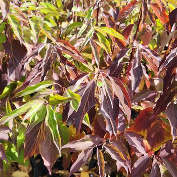 Cornus amomum '' (316308)