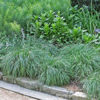 Carex glauca 'Blue Zinger' 