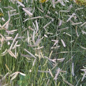 Bouteloua gracilis '' (316312)