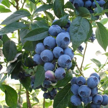 Vaccinium corymbosum 'Spartan' (316314)