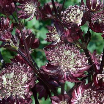 Astrantia major 'Star of Fire' 