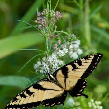 Asclepias verticillata '' (316321)