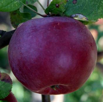 Malus 'Spartan' 