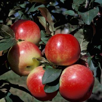 Malus 'Zestar!&reg;' (316328)