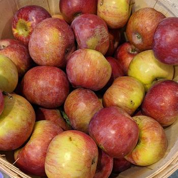 Malus 'Cortland'