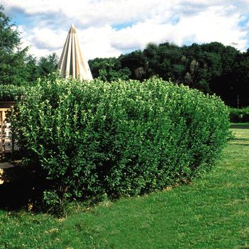 Amelanchier canadensis 'Rainbow Pillar®' Glennform