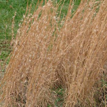 Andropogon virginicus '' (316336)