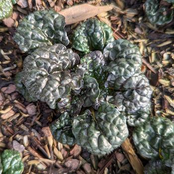 Ajuga pyramidalis 'Metallica Crispa' (316338)