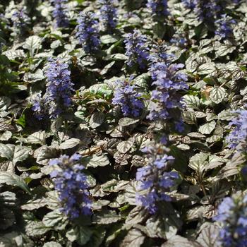Ajuga pyramidalis 'Metallica Crispa' 