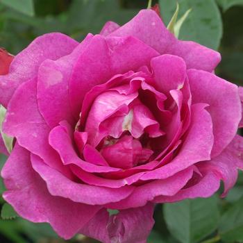 Rosa 'Intrigue'