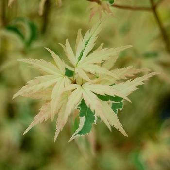 Acer palmatum 'Butterfly' (316345)