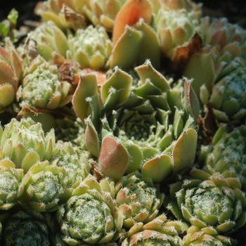 Sempervivum 'Jade Rose' 