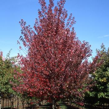 Acer rubrum 'Redpointe&reg;' (316347)