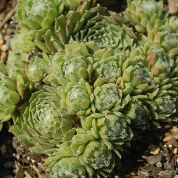 Sempervivum 'Jade Rose' (316350)