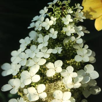 Hydrangea quercifolia 'Pee Wee' 