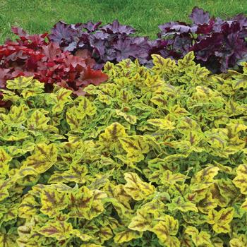Heucherella 'Leapfrog' PPAF