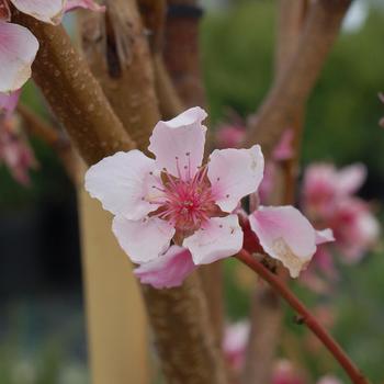 Prunus persica var. nucipersica 'Flavortop' 