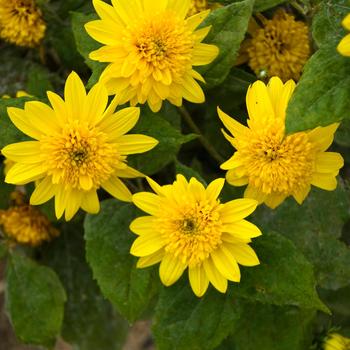 Helianthus 'Happy Days'
