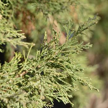 Juniperus virginiana 'Taylor' (316356)