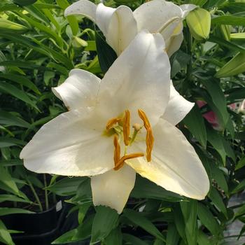 Lilium 'Casa Blanca' 