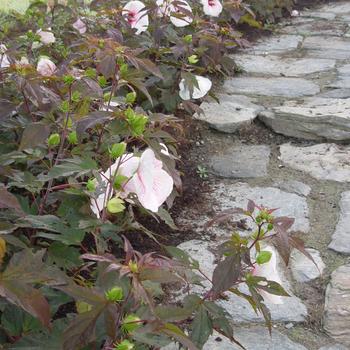 Hibiscus x moscheutos 'Kopper King' PP10794