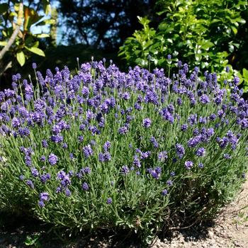 Lavandula angustifolia 'Thumbelina Leigh' 