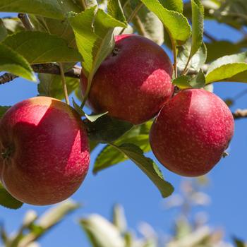 Malus sylvestris var domestica 'Red Rome'