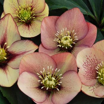 Helleborus 'Mango Magic' USPP30873P3