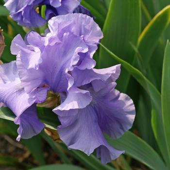 Iris germanica 'Breakers' 