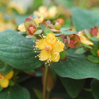 Hypericum androsaemum 'Albury Purple' 