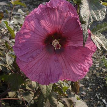 Hibiscus moscheutos 'Plum Crazy' 