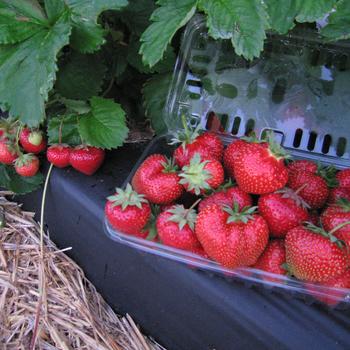 Fragaria x ananassa 'Jewel'