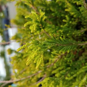 Calluna vulgaris 'Winter Chocolate' (316372)