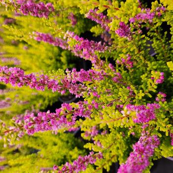 Calluna Vulgaris 'Firefly' 