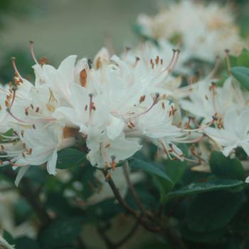 Rhododendron 'Fragrant Star' 