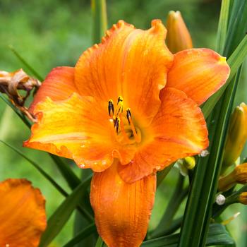 Hemerocallis 'Mauna Loa' 
