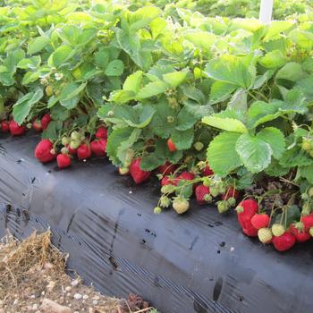 Fragaria x ananassa 'Jewel' (316376)