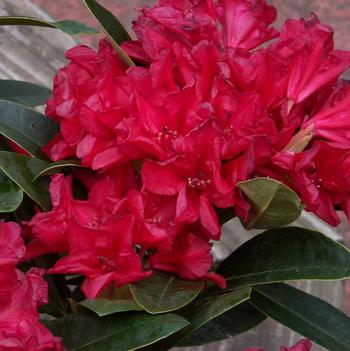 Rhododendron 'Rangoon' 