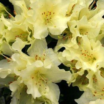 Rhododendron 'Patty Bee' 