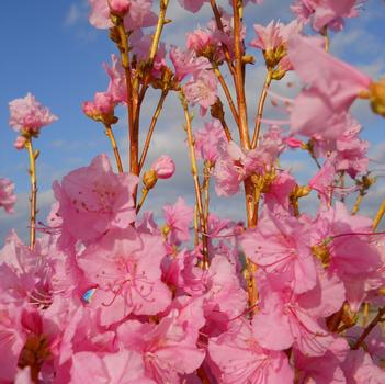 Rhododendron mucronulatum 'Cornell Pink' 