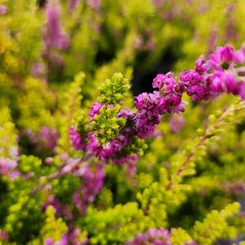 Calluna Vulgaris 'Firefly' (316383)