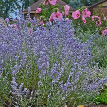 Perovskia atriplicifolia 'Peek-A-Blue' 