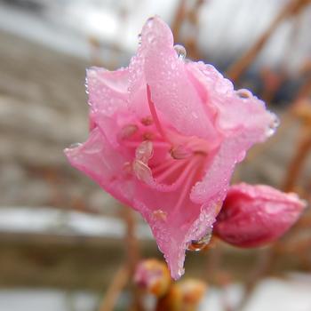 Rhododendron mucronulatum 'Cornell Pink' (316386)