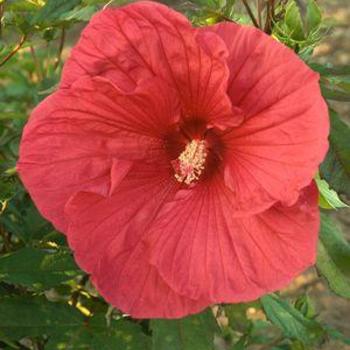 Hibiscus 'Sultry Kiss' PP22300
