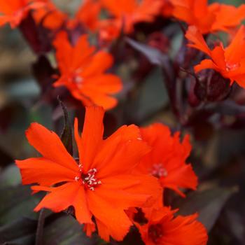 Lychnis x arkwrightii 'Scarlet O'Hara' (316389)
