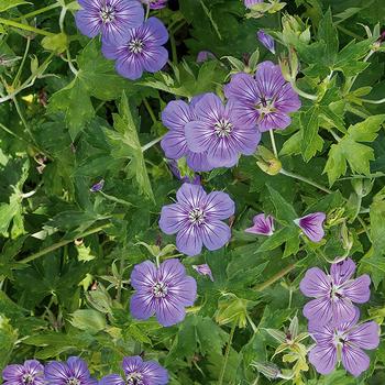 Geranium wallichianum 'Havana Blues' 