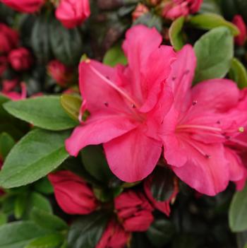 Rhododendron 'Canzonetta' PP18,586