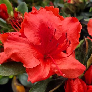 Rhododendron Girard hybrid 'Girard's Crimson' (316392)